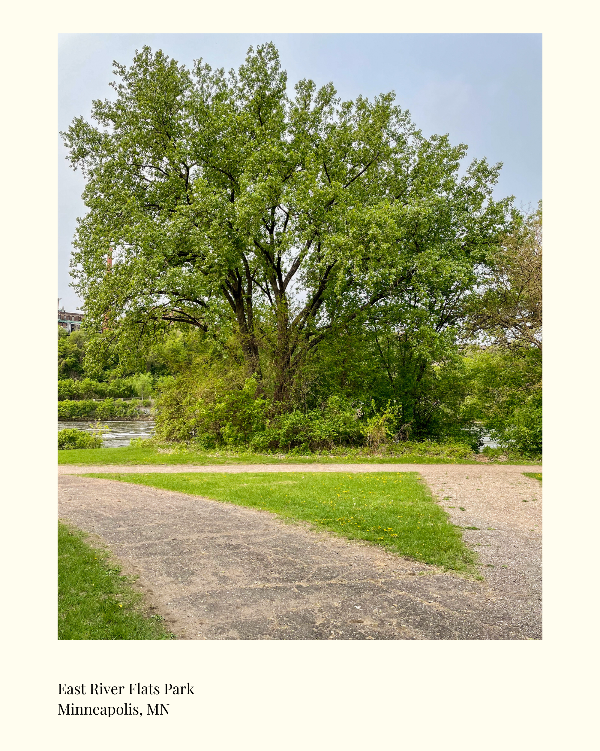5/23: Walking to the Site of the Oldest Tree in Minneapolis